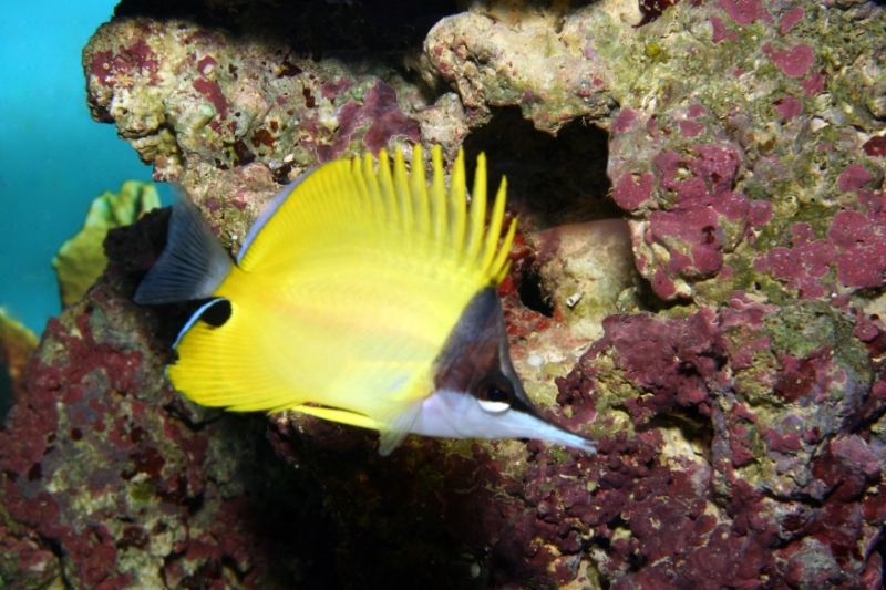 Forcipiger flavissimus (yellow longnose Butterflyfish), Aquarium 1.jpg - Forcipiger flavissimus (yellow longnose Butterflyfish)
